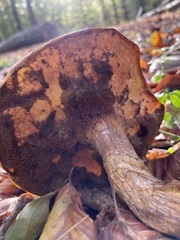 Suillus collinitus