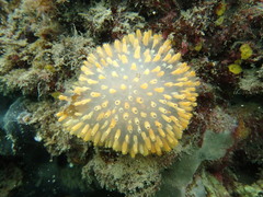 Polycitor giganteus