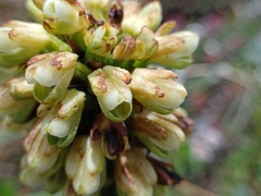 Gomphichis