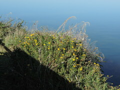 Limbarda crithmoides longifolia