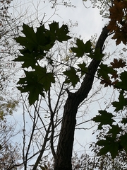 Acer platanoides
