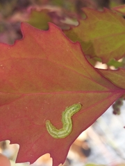 Trichoplusia ni