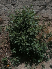 Baccharis latifolia