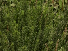 Baccharis ulicina