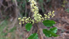 Combretum padoides