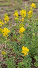 Crotalaria magaliesbergensis