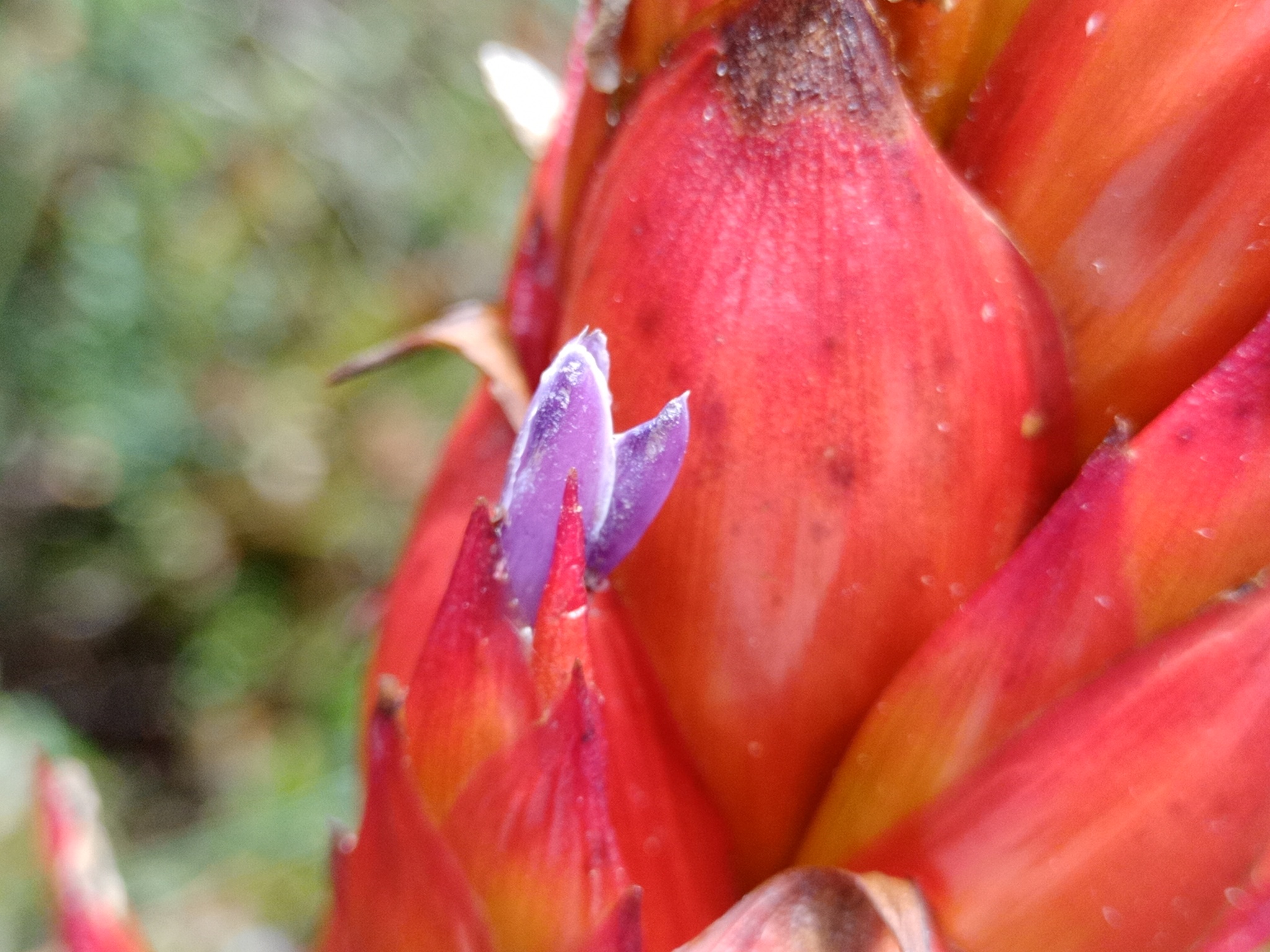 Tillandsia grovesiae image