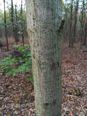Acer platanoides