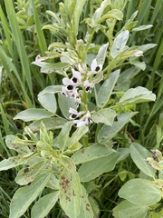 Vicia faba