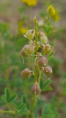 Crotalaria magaliesbergensis