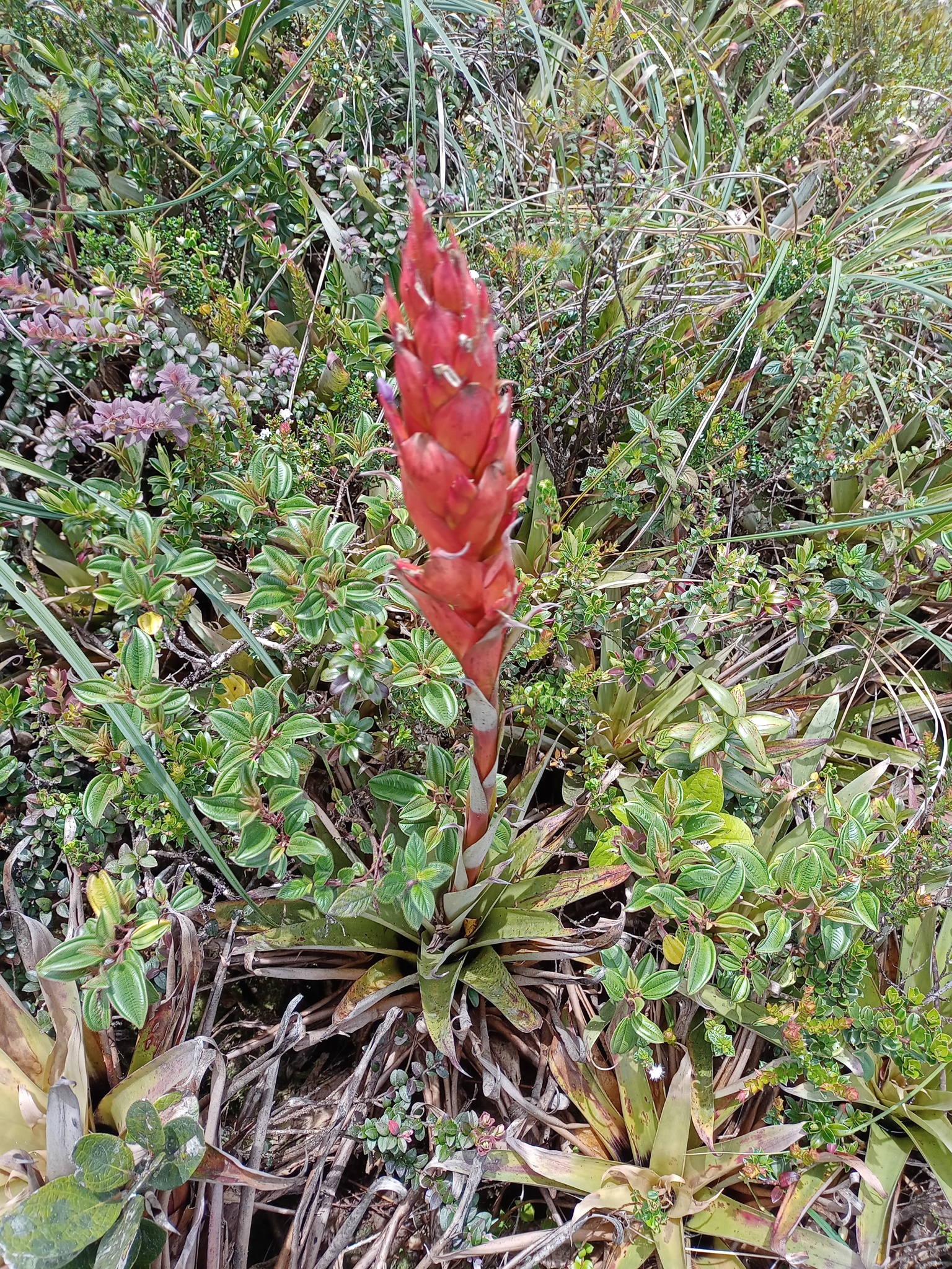 Tillandsia grovesiae image