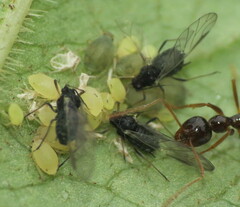 Aphis sambuci