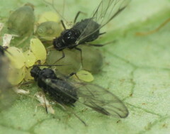Aphis sambuci