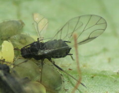 Aphis sambuci