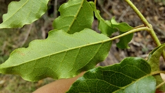 Combretum padoides