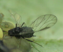Aphis sambuci