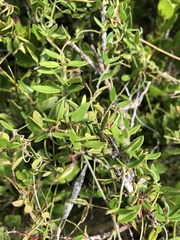 Astephanus triflorus