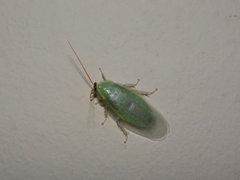 Panchlora