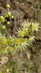 Combretum padoides