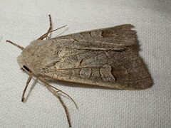 Ammoconia caecimacula