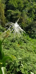 Hymenocallis