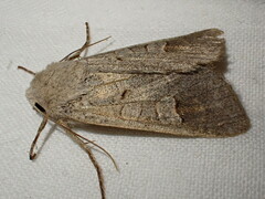 Ammoconia caecimacula