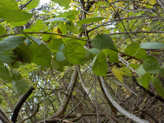 Celastrus orbiculatus