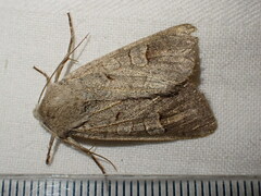 Ammoconia caecimacula