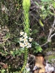 Struthiola dodecandra