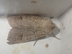 Ammoconia caecimacula