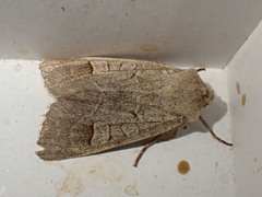 Ammoconia caecimacula