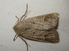 Ammoconia caecimacula