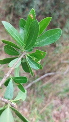 Elaeodendron transvaalense