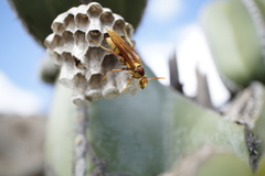 Polistes major