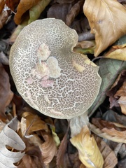 Xerocomellus chrysenteron