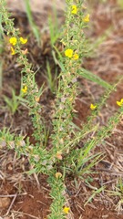 Crotalaria eremicola