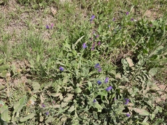Echium