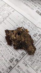 Bactridium subglandis