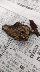 Bactridium subglandis