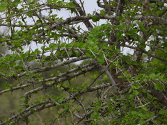 Ixoroideae