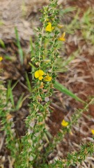 Crotalaria eremicola