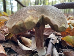 Xerocomellus chrysenteron