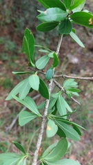 Elaeodendron transvaalense