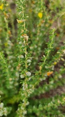 Crotalaria eremicola
