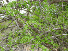 Ixoroideae