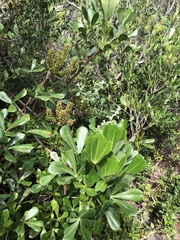 Cussonia thyrsiflora