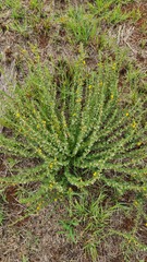 Crotalaria eremicola