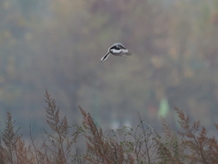 Lanius sphenocercus