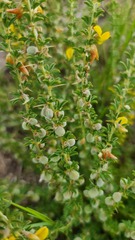 Crotalaria eremicola