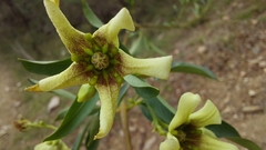 Stomatostemma monteiroae